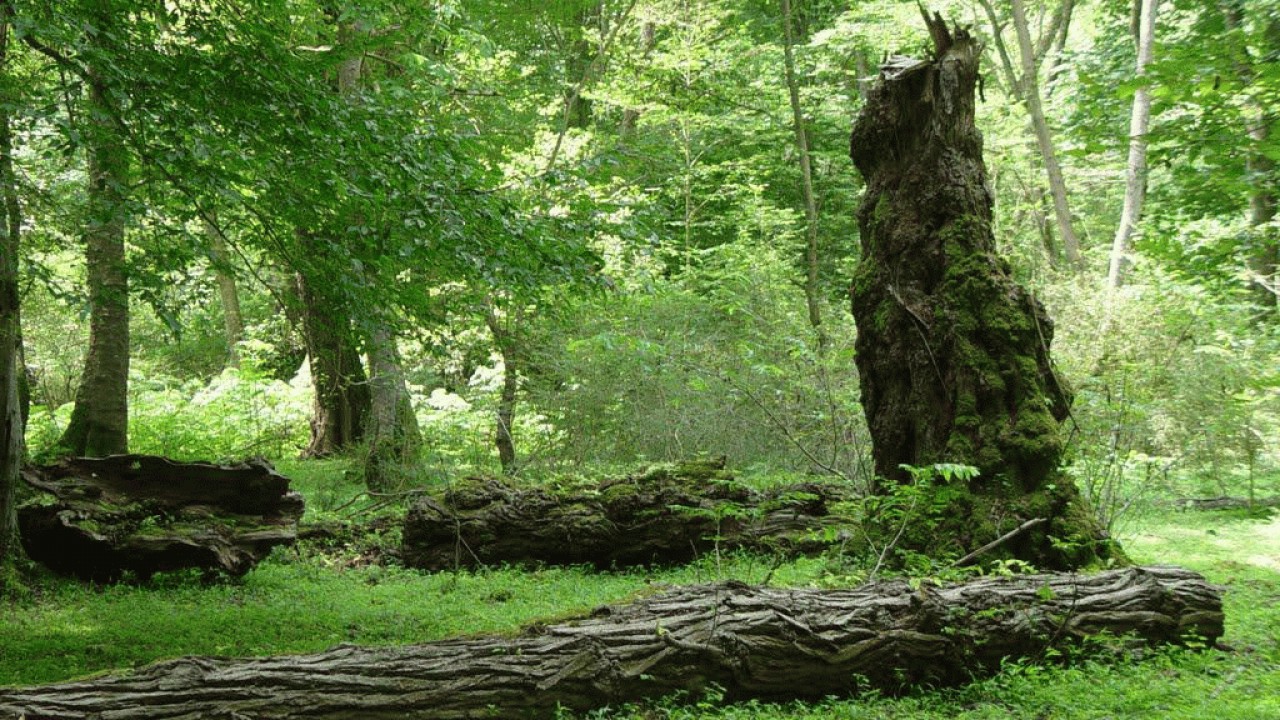جنگل های شمال ایران